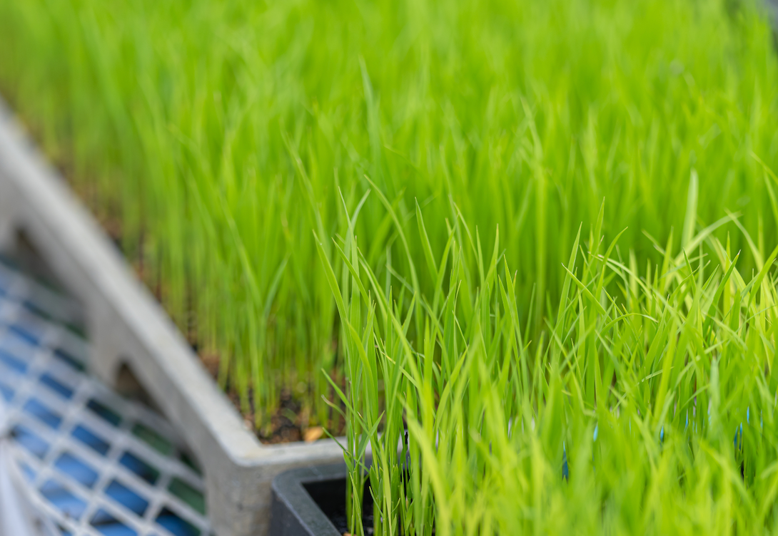 【プレスリリース】株式会社TOWING 約12.5億円で採択、農林水産省中小企業イノベーション創出推進事業(SBIRフェーズ3基金事業)